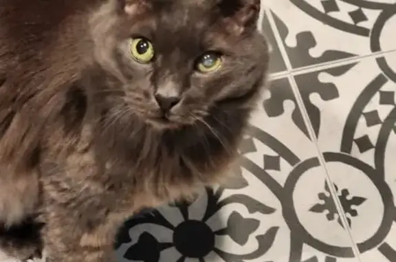 Lost Senior Gray Cat, Cloudy Eye, Griswold