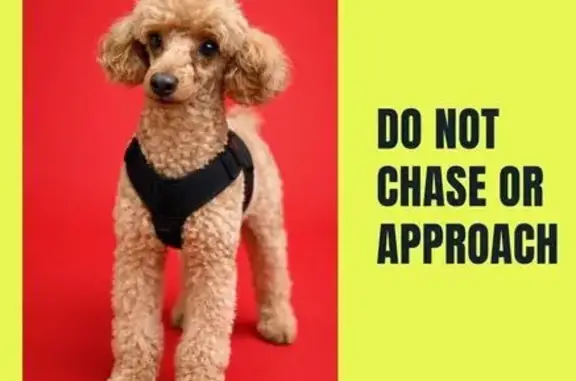 Lost Apricot Toy Poodle in Sterling