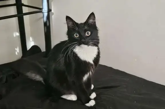 Lost Tuxedo Cat: Pink Paws & Bushy Tail