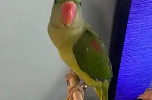 Lost Bird: Green, Orange Beak, Ringed