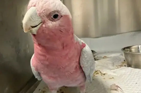 Lost and found pets Australia, photo: Talking Bird Found in Kingsgrove, NSW