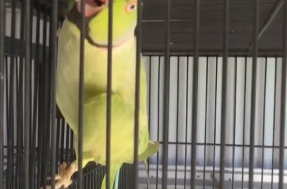 Lost Parakeet: Green with Black Neck Ring