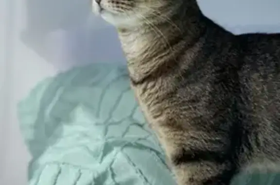 Lost Grey Tabby: Aria Missing in Salisbury