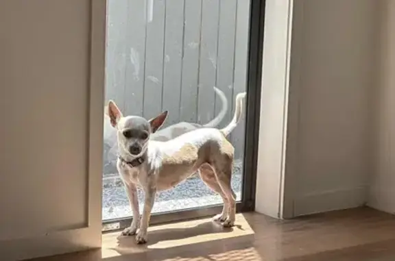 Lost Dog: White & Caramel in Moreton Bay