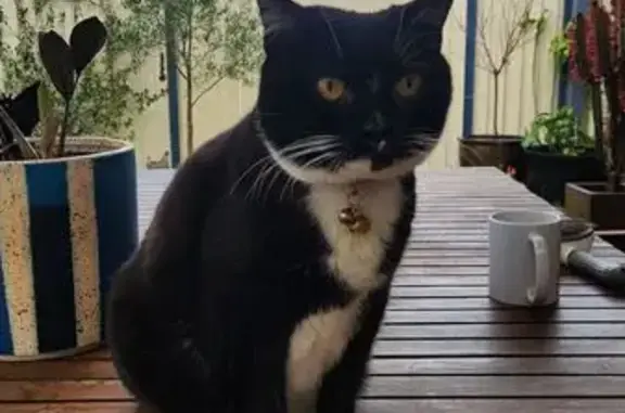 Lost pets Bassendean, photo: Lost Tuxedo Cat 'Chicken' in Bassendean