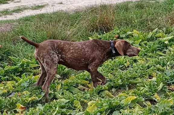 Animaux perdus , photo: Chien perdu collier rouge à Coupéville