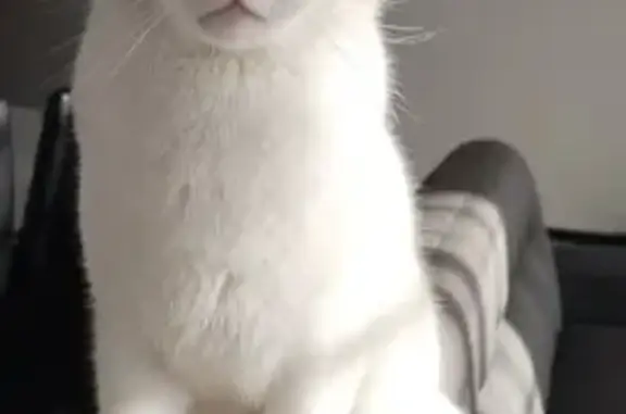 Lost and found pets South Africa, photo: Lost Cat Alert: Snowy Missing in Centurion