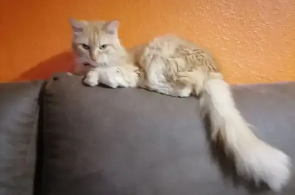 Gatos perdidos, , foto: ¡Gata Perdida en Benacazón! Ayúdanos