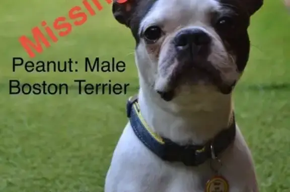 Missing dog Polokwane, photo: Lost Dog: White & Black, Nictru Park