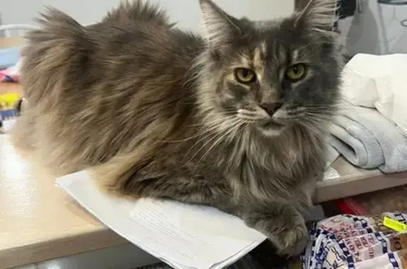 Lost Fluffy Maine Coon on Morgan St, 86