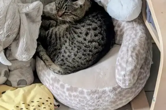 Chat tigré perdu à Menen, 6 janvier - photo