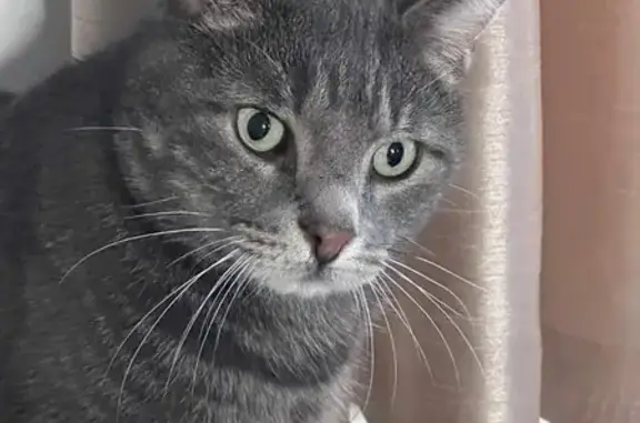 Chat gris tigré perdu à Vauréal - photo