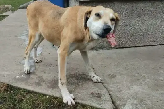 Зникла собака у Воскресинцях, допоможіть! - photo
