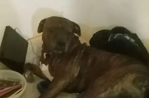 Lost Brindle Dog: Friendly, Loves Food!