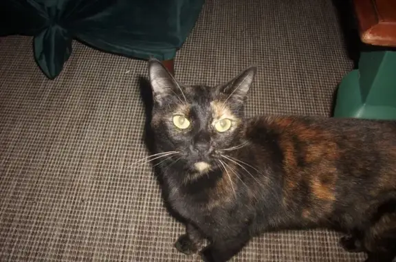 Missing cat Savannah, photo: Lost Cat on Johnny Mercer Blvd, Savannah