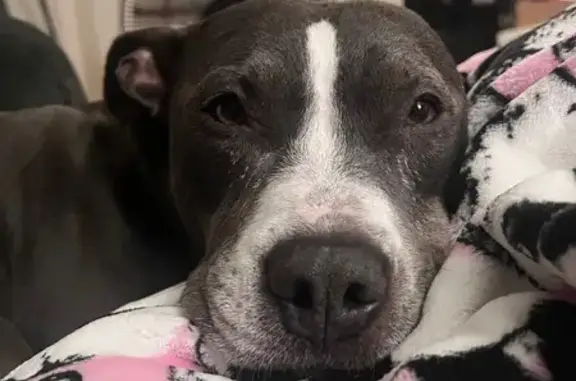 Lost Gray Pitbull on Siskiyou Blvd