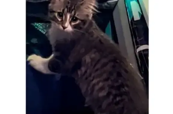 Lost Cat: Unique Half-White Nose, Cedar Rapids