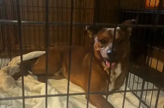 Sweet Dog Found: German Shepherd/Pit Mix