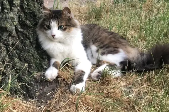 Зникла кішка Боня у Вінниці: допоможіть знайти! - photo