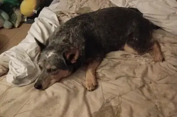 Lost Chunky Dog on Mulberry Hollow Rd - photo