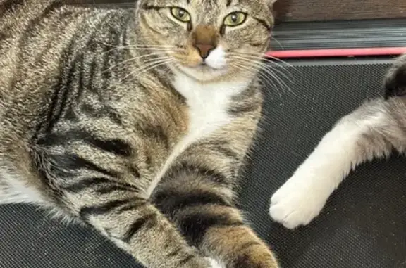 Lost Tabby Cat: Green Eyes, No Collar