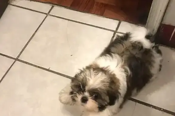 Lost Dog on North Cutting Ave, Jennings - photo