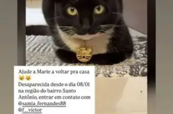 gato desaparecida
