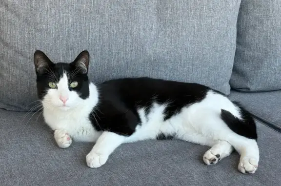 Se Busca: Gato Perdido en Begues, Barcelona