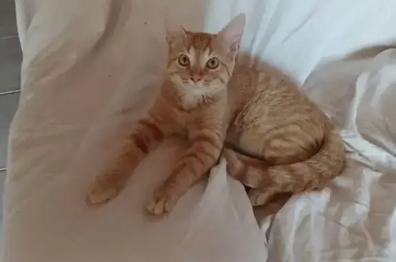Chaton roux perdu, 8 mois, Place des Mullons - photo