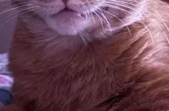 Missing cat Riverside, photo: Lost Orange Cat on Kingsley Way