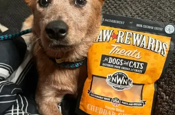 Help Find Mango: Lost Aussie Cattle Dog