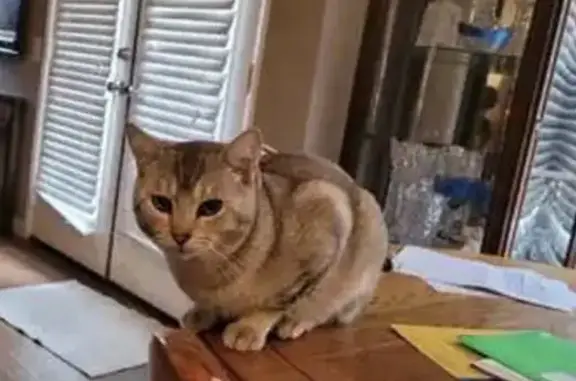 Lost Cat Mo: Friendly, Multi-Colored, 1 Yr