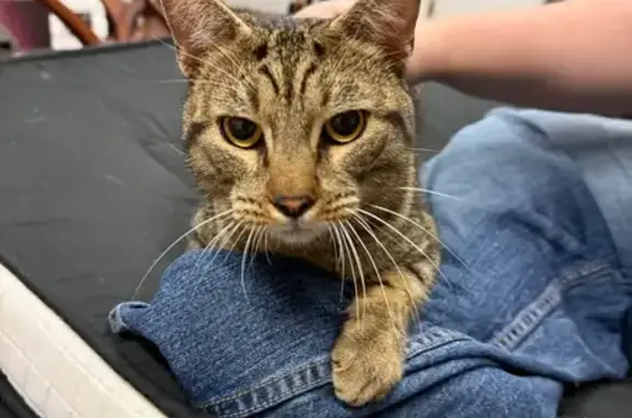 Found cat Riverside, photo: Found: Sweet Cat with Unique Tail - Riverside