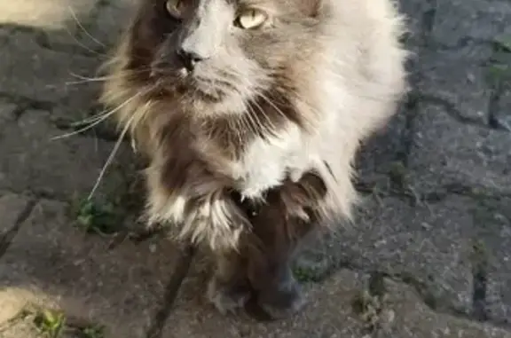 Chat perdue à Saint-Jean-de-Soudain - photo