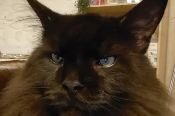 Chat Maine Coon noir perdu à La Motte - photo