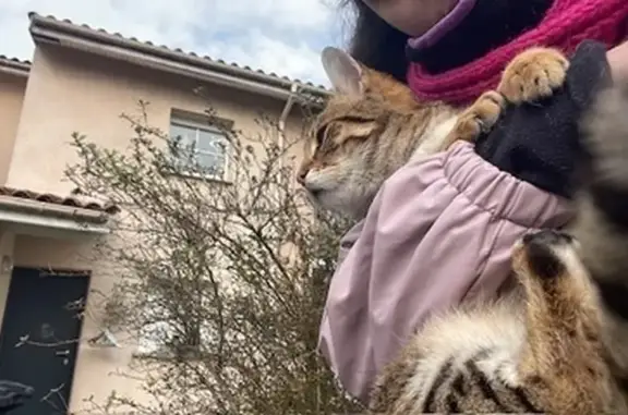Chaton perdu à Talence, Chemin de Leysotte - photo