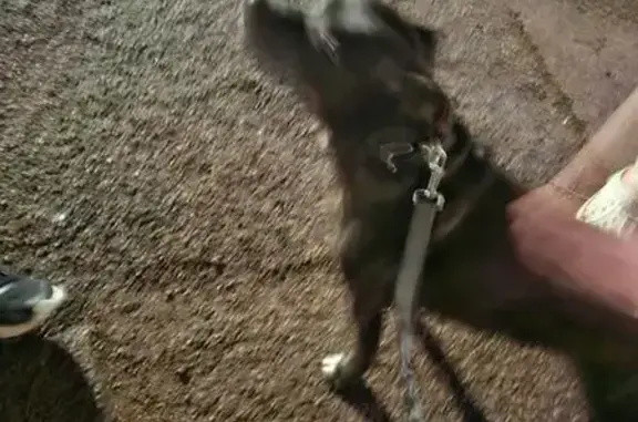 Dark brown staffie. Looks older. Stood on corner of street alone. Has collar. Borrowed lead from house nearby