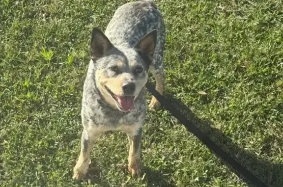 Found dog Duson, photo: Found Dog: Blue Heeler Mix in Duson