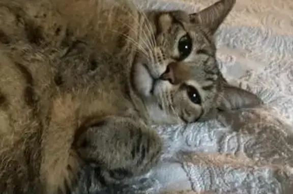 Gato Atigrado Perdido en Tres Cantos