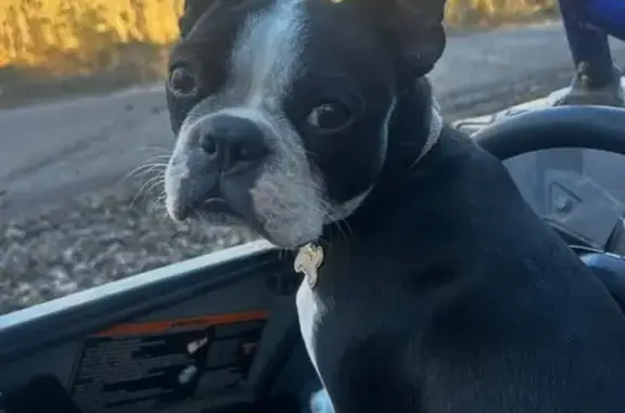 Lost Boston Terrier on River Road