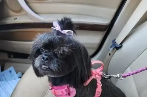 Lost Black Dog Fiona in Schenectady - photo