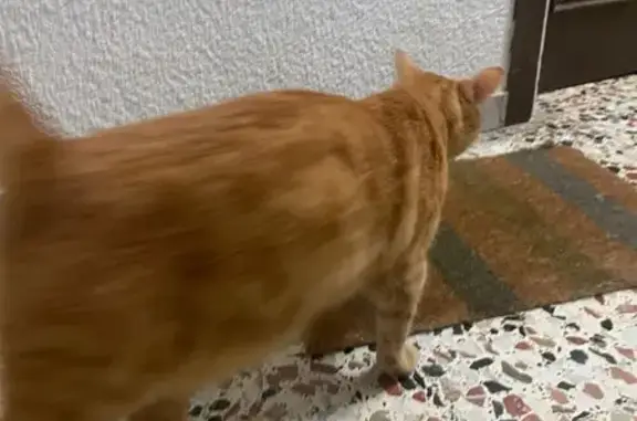 Gato Cariñoso Perdido en Carrer Santa Marta