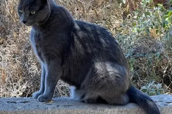 Lost Grey Cat with Unique Short Tail