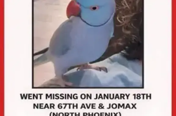Lost Bird: Blue with Black Neck Ring