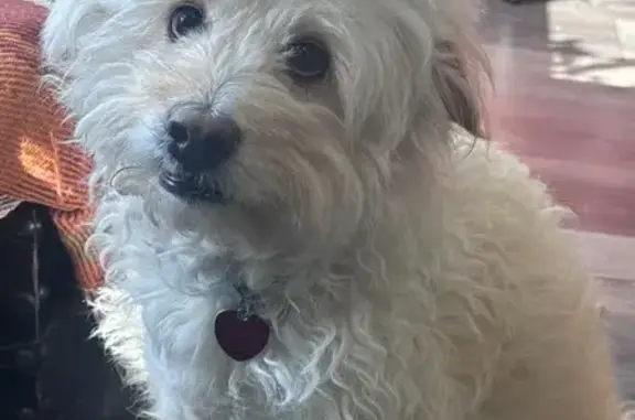 Missing dog Irving, photo: Lost dog, Irving