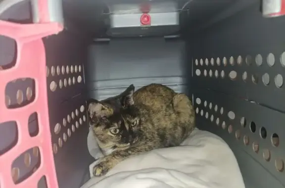 Gato encontrado Torrent, foto: Gata Carey Joven Cariñosa en Torrent