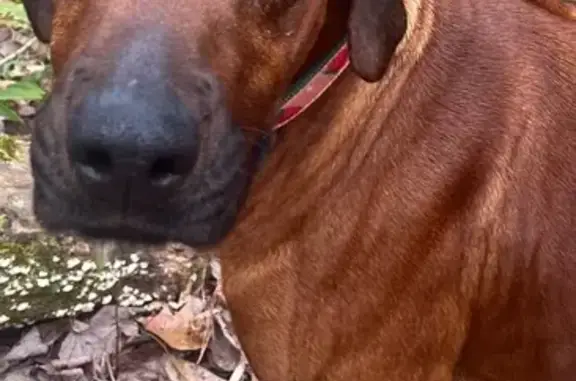 Lost: Red Ridgeback Dog in Johns Creek