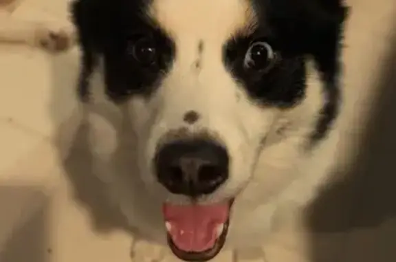 Lost Dog: Bubbies in Blue Pajamas