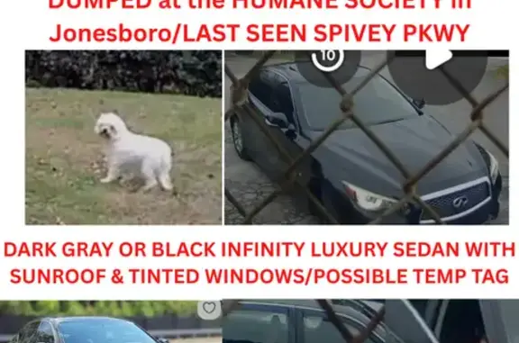 Missing dog Jonesboro, photo: Lost White Fluffy Poodle-Mix in Jonesboro