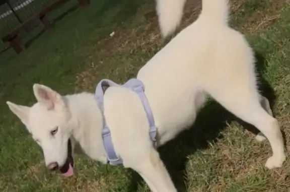 Lost Husky: White with Blue Eyes in Houston